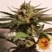 CBD Blue Shark - Barney's Farm
